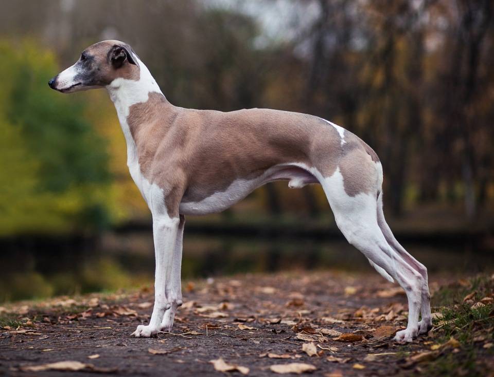 Собака грейхаунд: фото, описание породы и отзывы охотников