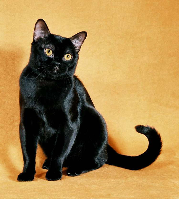Черная кошка цена