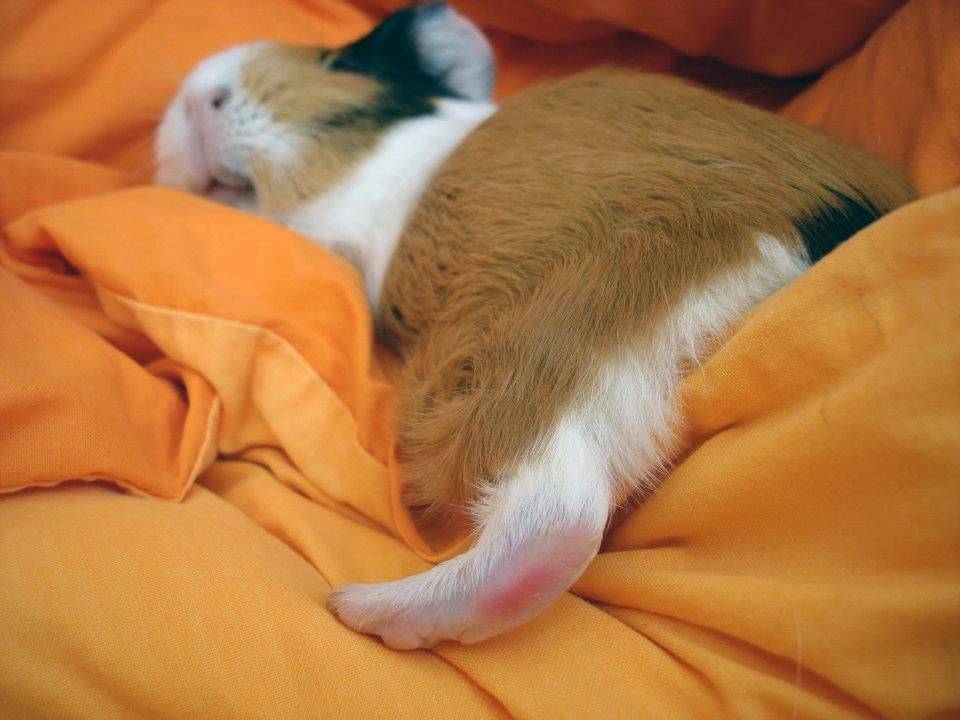 [новое исследование] как, когда и сколько спят морские свинки: продолжительность сна