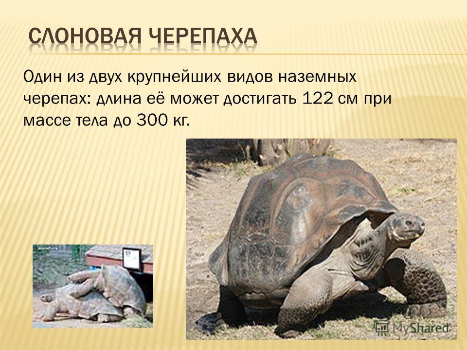 Черты приспособленности слоновых черепах