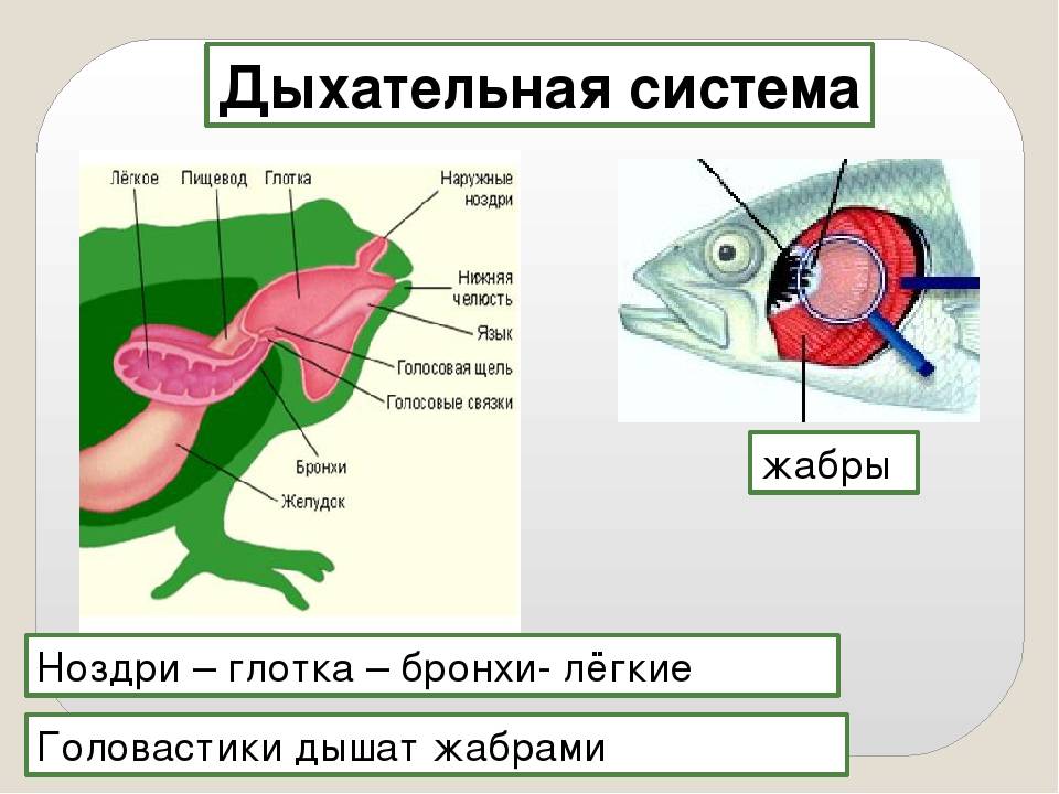 Аксолотль рыба с лапами - фото и описание