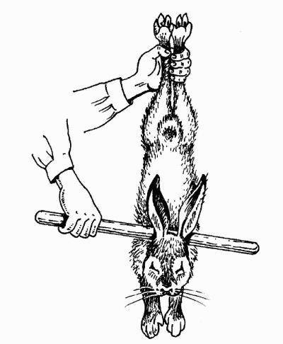 Как убить кролика в домашних условиях: подготовительные работы, способы снятия шкурки и методы забоя