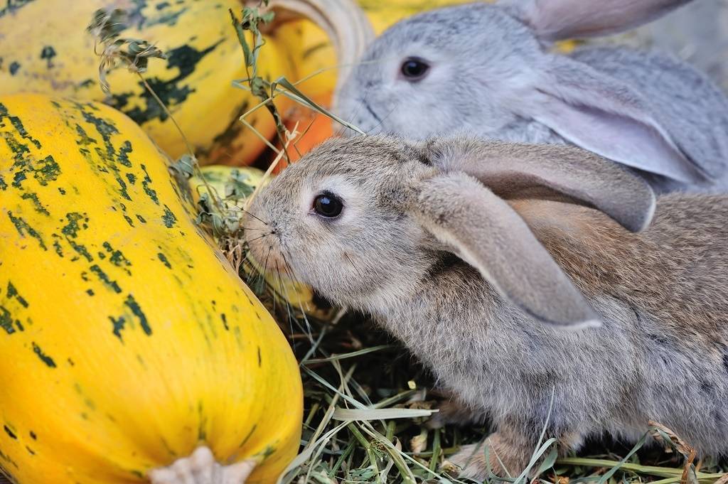Можно ли кормить кроликов горохом: зелеными стручками и ботвой