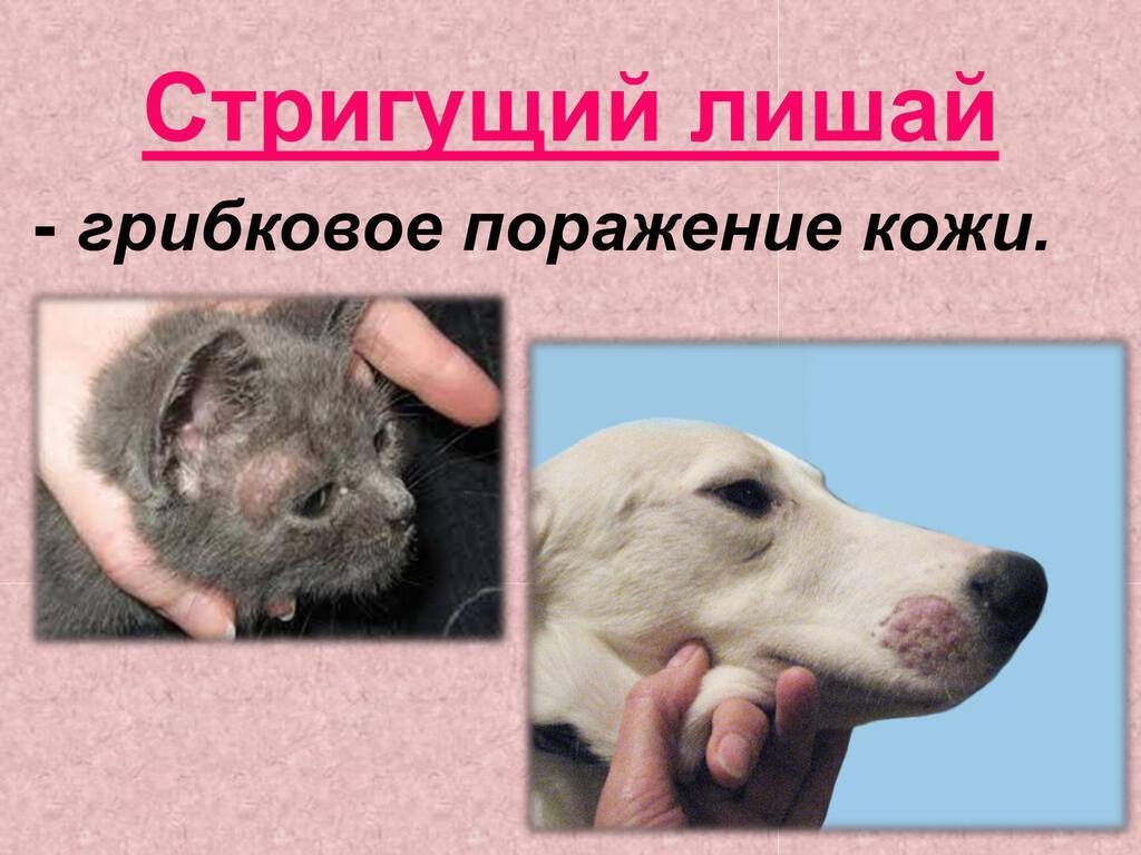 Микроспория кожи: лечение, диагностика