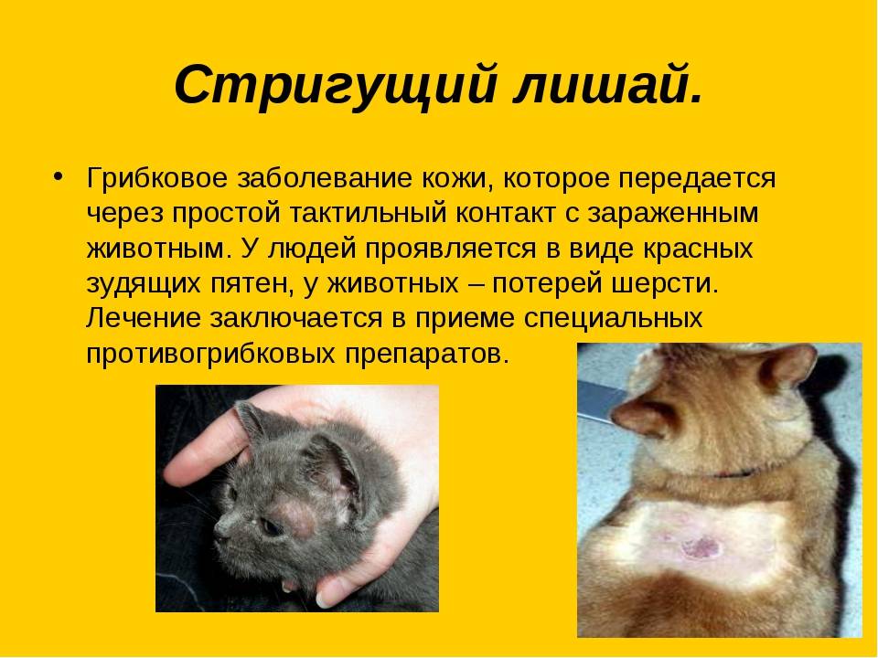 Болезнь кошачьих царапин (фелиноз) | eurolab | инфекционные болезни