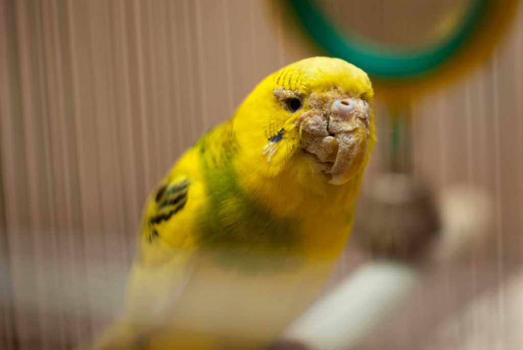 Болезни волнистых попугаев и их лечение в домашних условиях