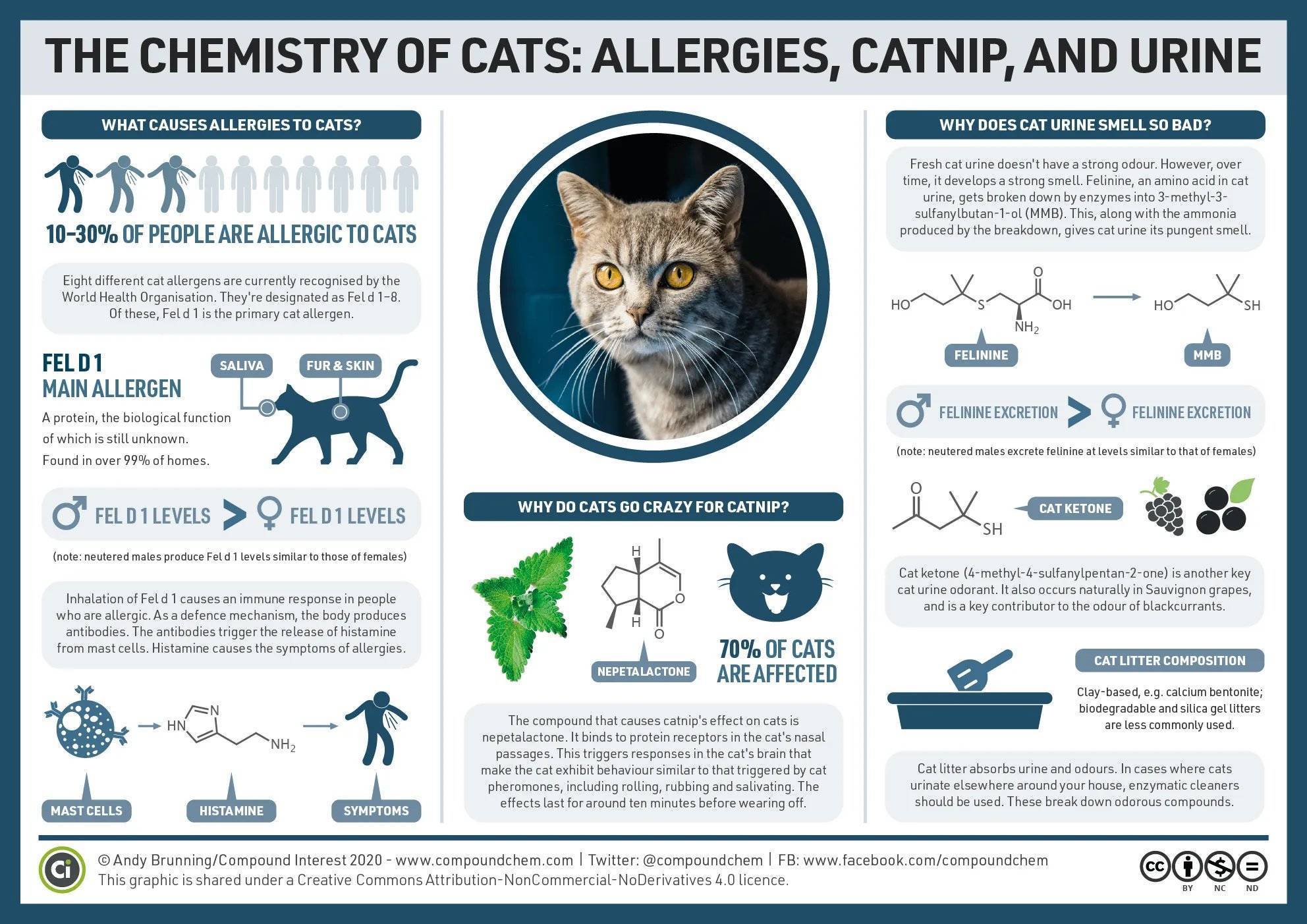 Что делать, если у вас аллергия на домашних животных