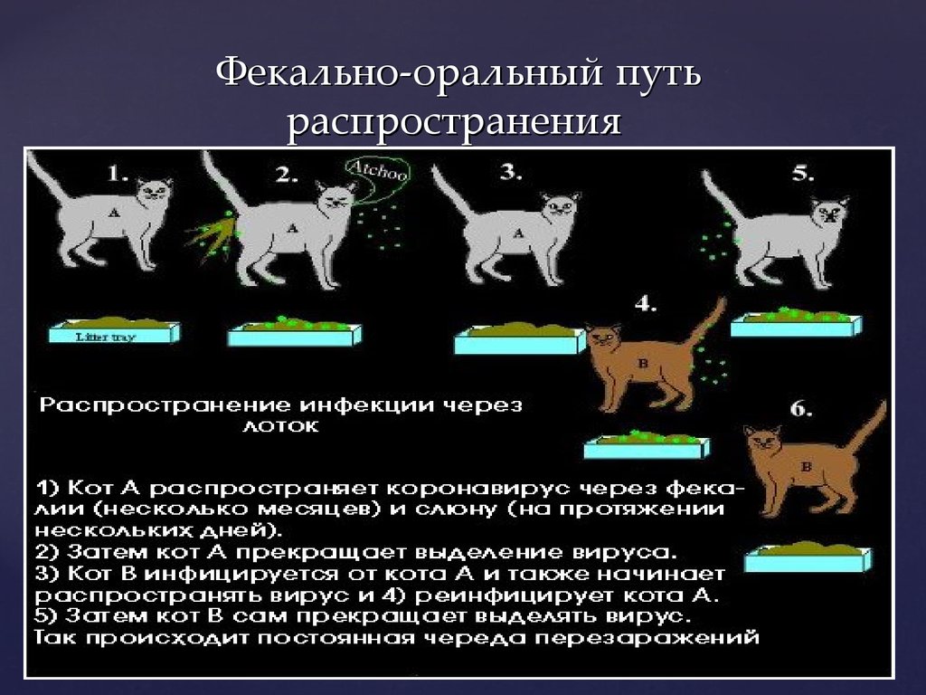 Вирусный (инфекционный) перитонит у кошек - симптомы, лечение, сколько живут, риск для человека