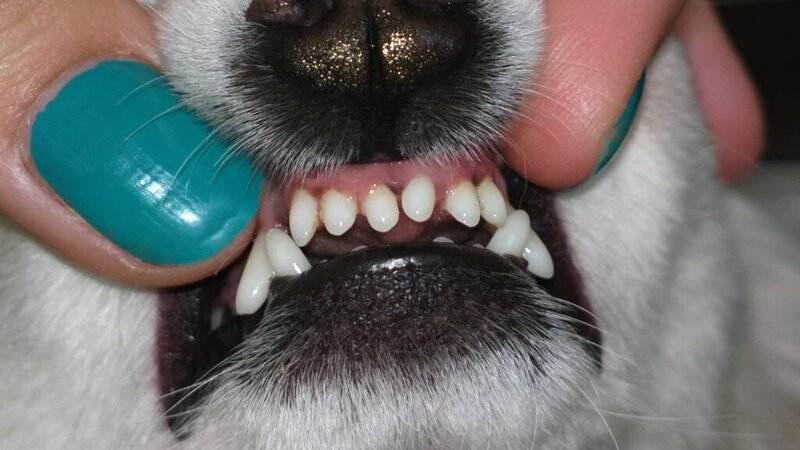 Зубной камень у собак и кошек
