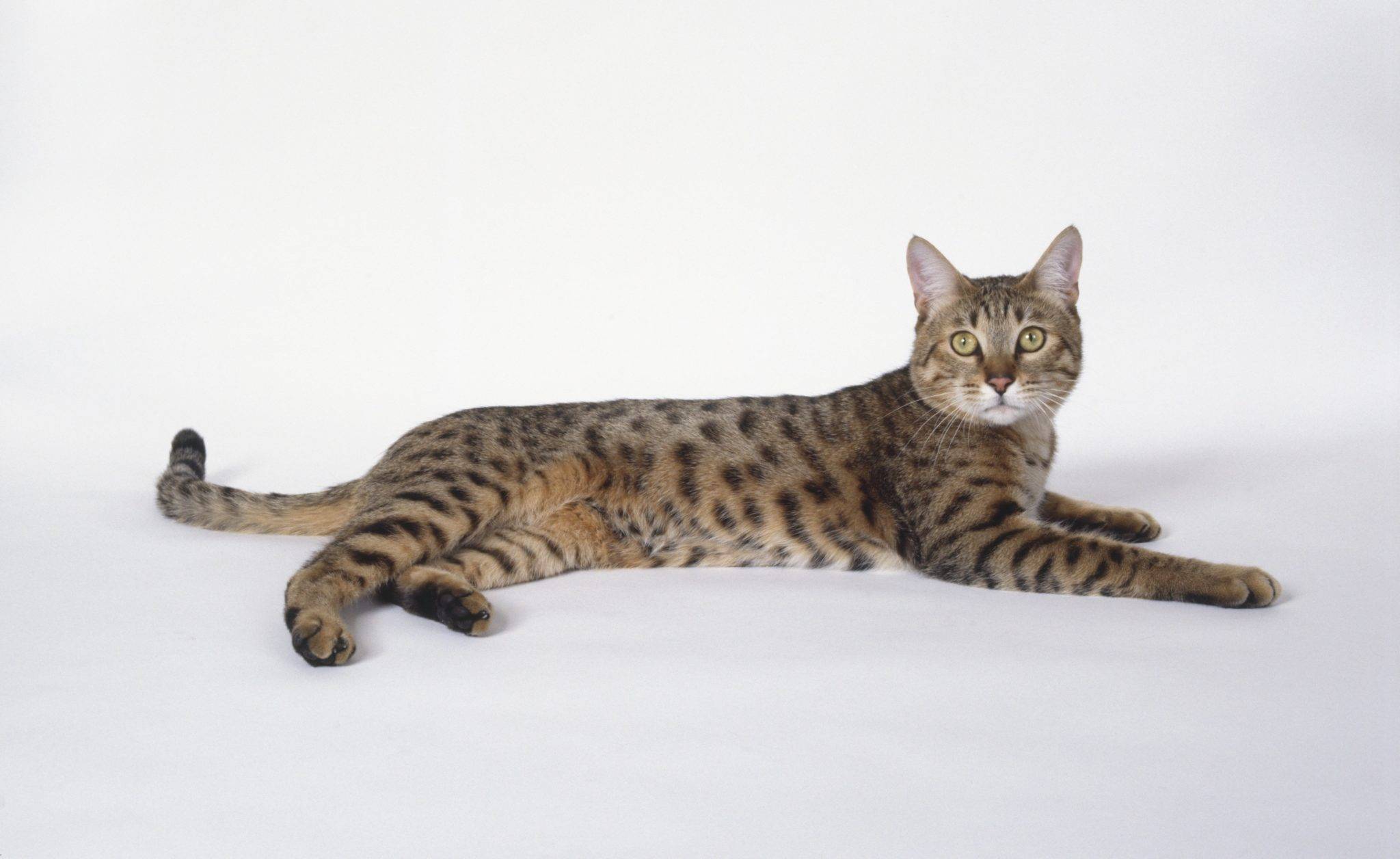 Калифорнийская сияющая кошка: описание породы, характер, фото | кот и кошка