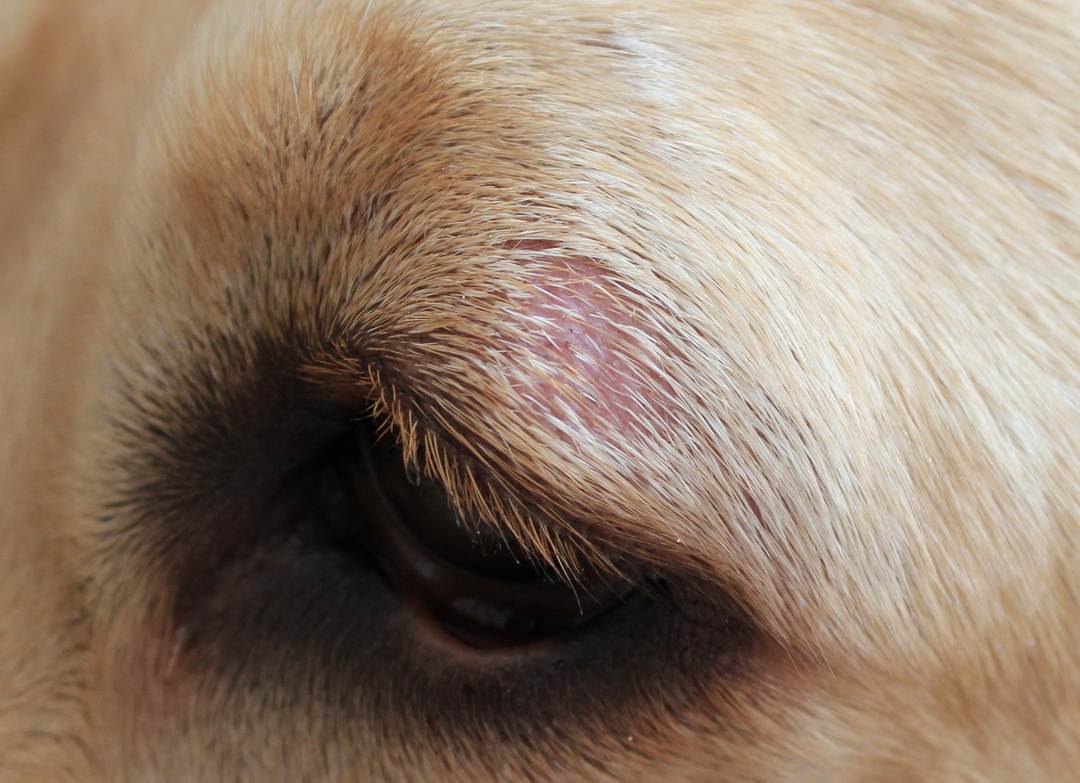 Лишай у собак – фото, признаки, симптомы и лечение