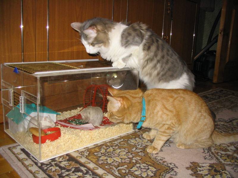 Кошка и хомяк, как содержать в одной квартире, как подружить