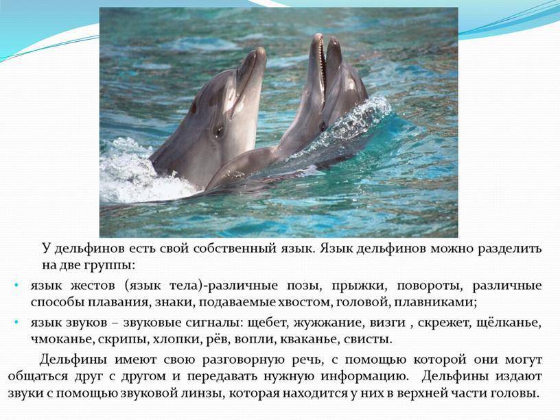 Почему язык дельфинов круче человеческого?