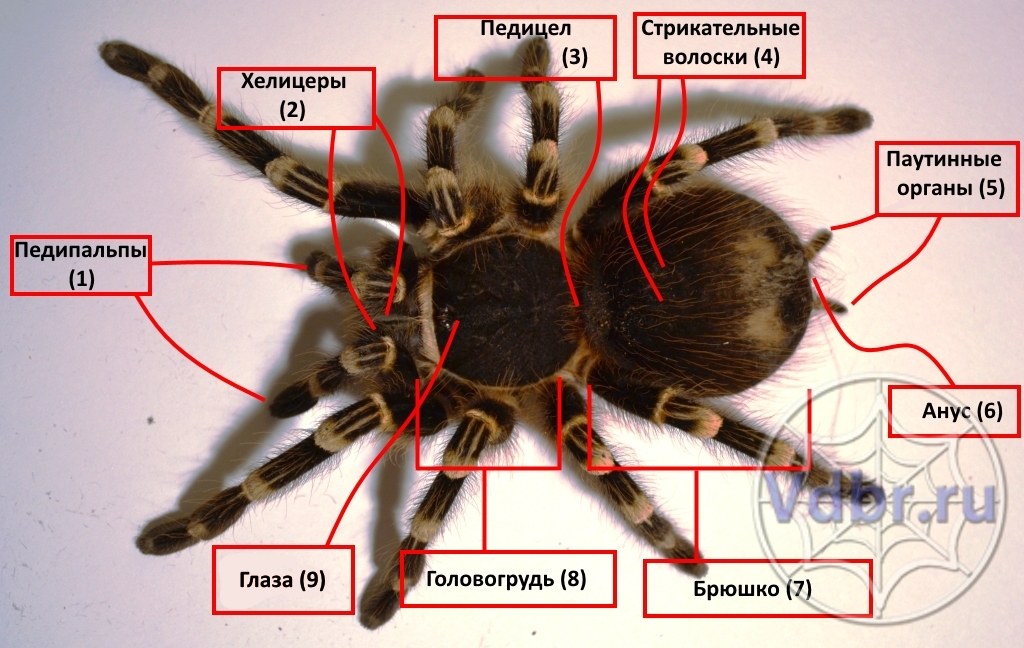 Паук птицеед. описание, особенности, виды, образ жизни и среда обитания птицееда | живность.ру