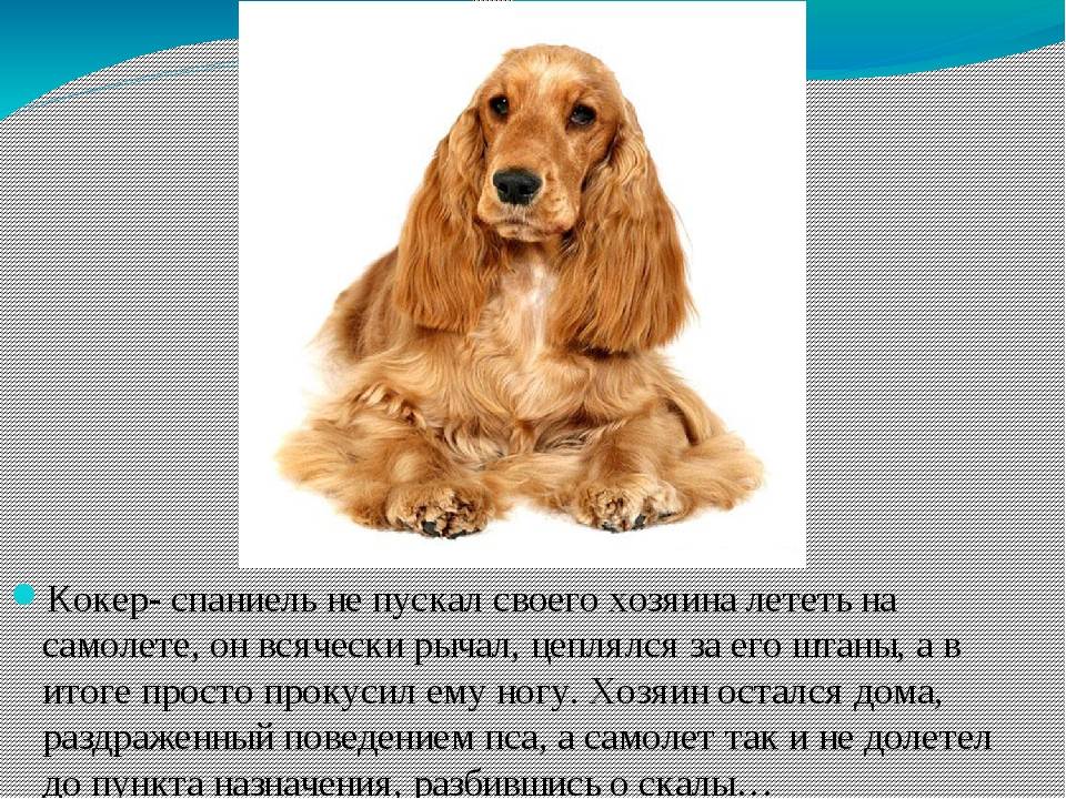 Английский кокер-спаниель