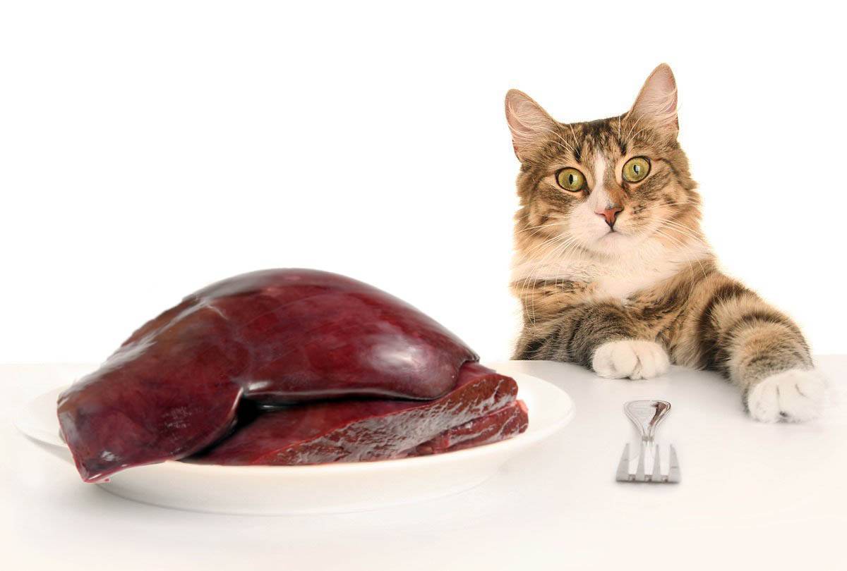 Можно ли кормить кошку сырым мясом и почему нельзя давать некоторые виды