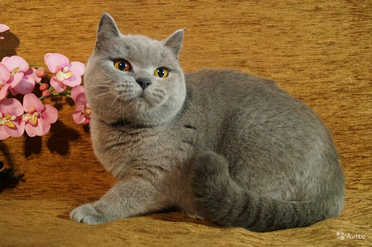 Британская короткошерстная кошка: описание породы с фото — pet-mir.ru