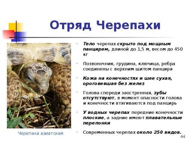 Температура тела человека. измерение температуры тела.