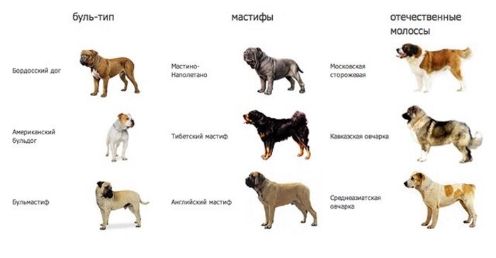 Молоссы — породы собак с фото и описанием