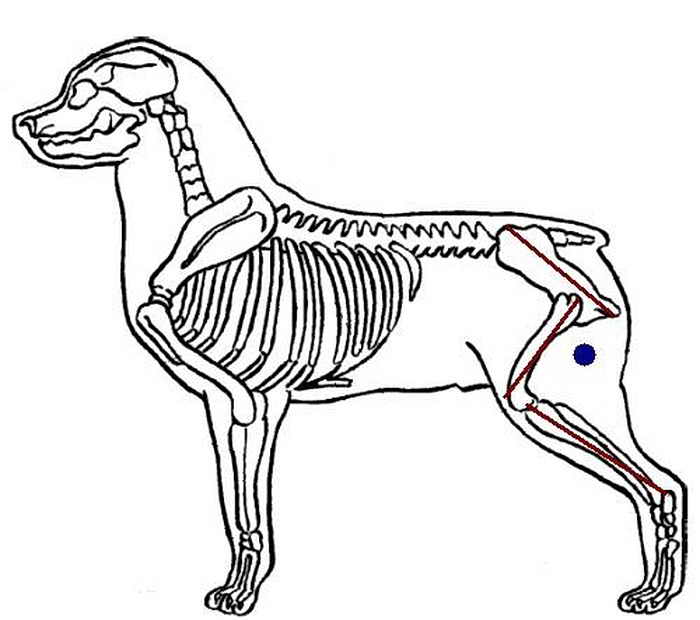 Укол собаке в бедро куда делать схема