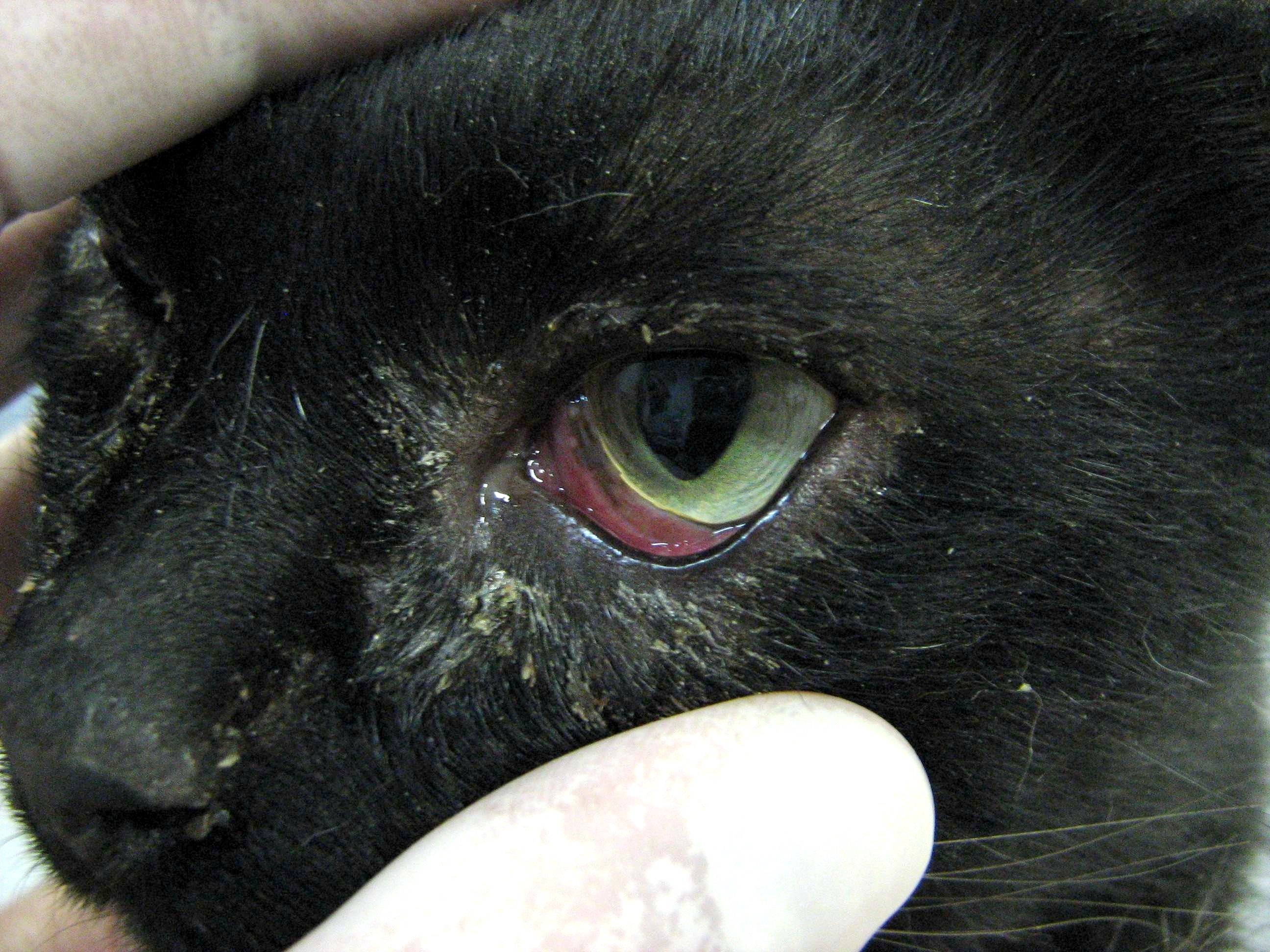 7 причин почему у кошки текут глаза - симптомы, лечение