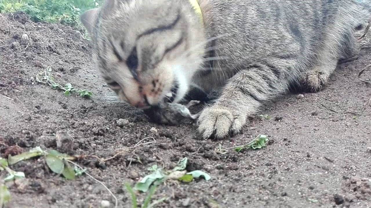 Почему кошка ест котят есть своих. Кошка ест своего котенка.
