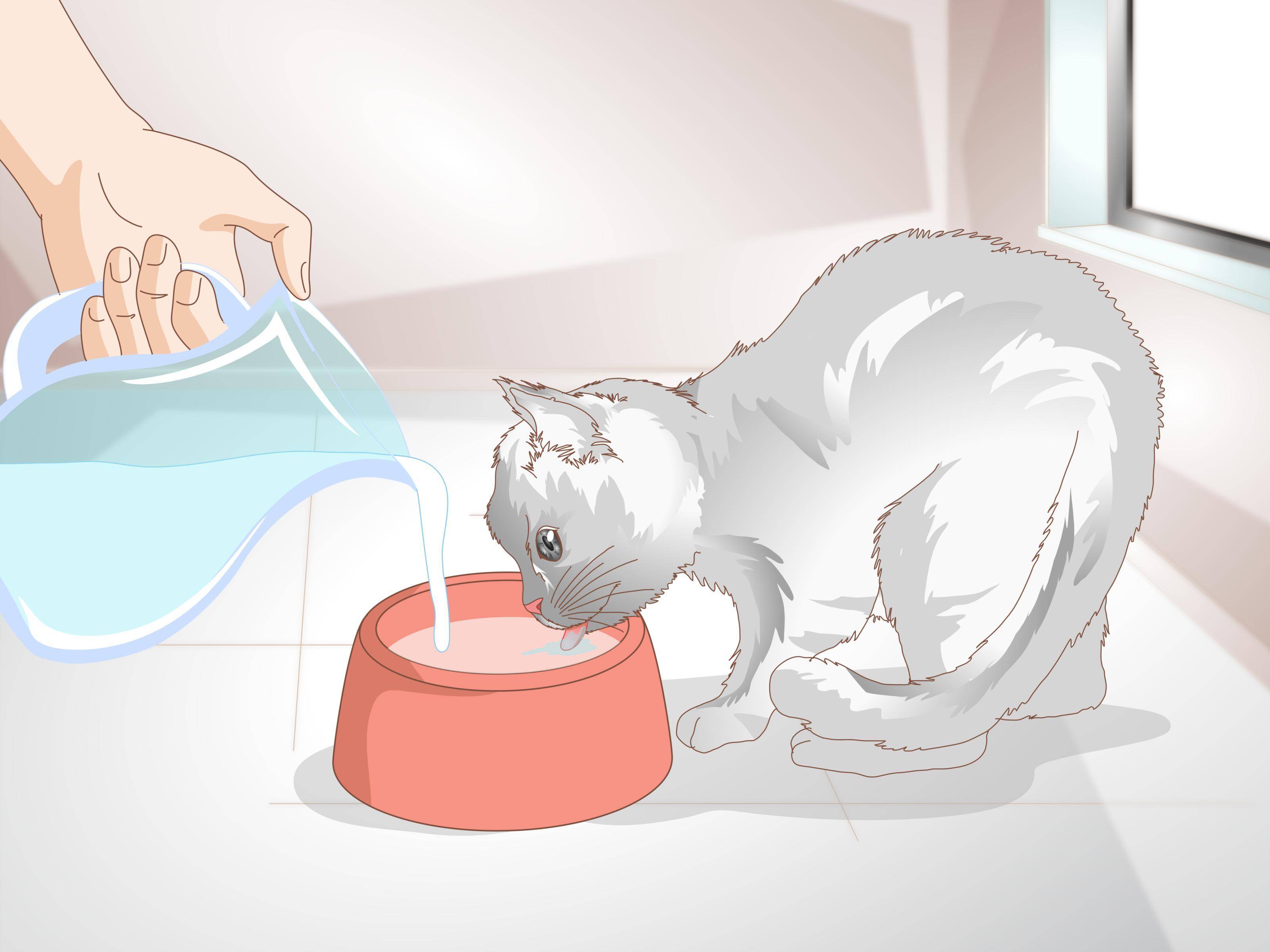 Запоры у кошек: причины, симптомы и советы ветеринара, как лечить