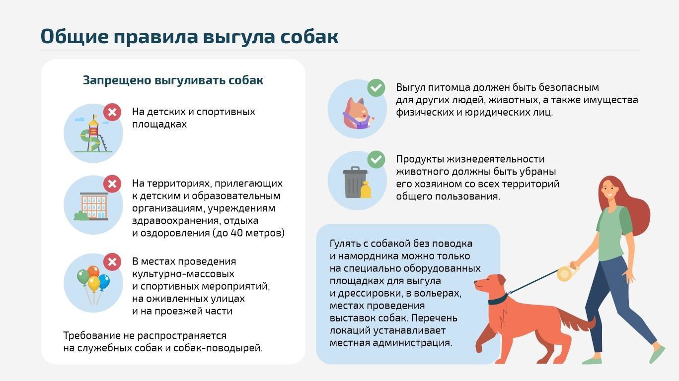Сколько и как именно нужно гулять с собакой | наши лучшие друзья