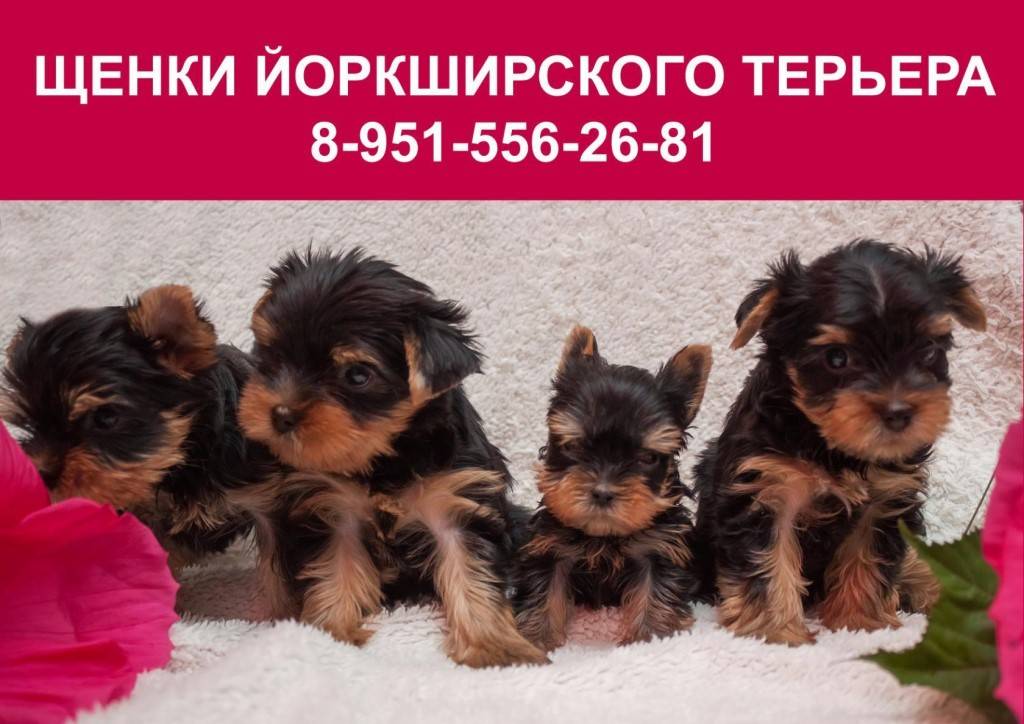 Клички для йорков мальчиков и девочек: как назвать