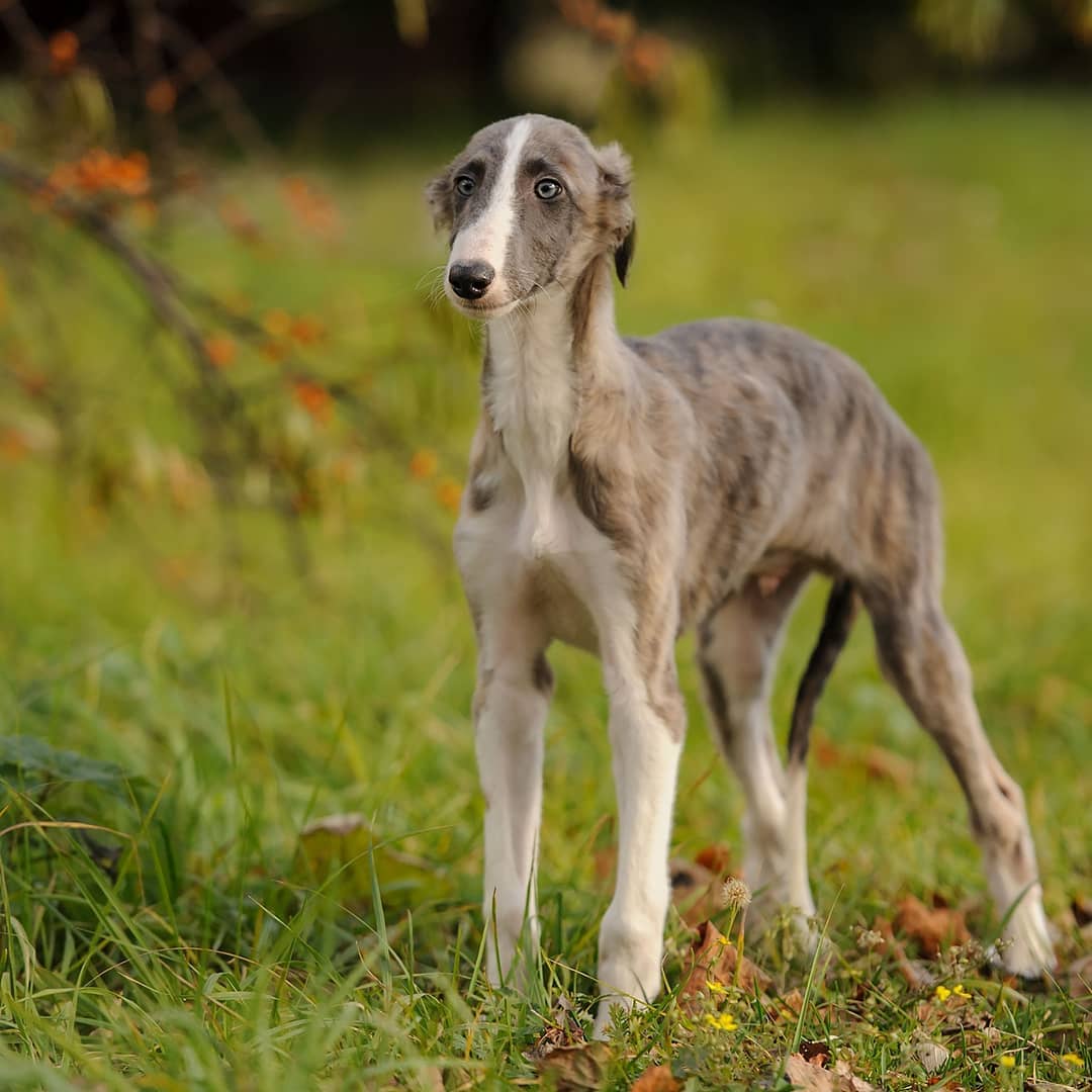 Грейхаунд - английская борзая - описание породы: внешний вид собаки с фото, особенности ухода