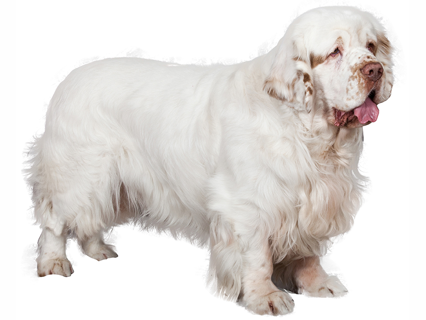Кламбер-спаниель — собака «тяжеловес». 30 фото, история породы, воспитание уход и темперамент