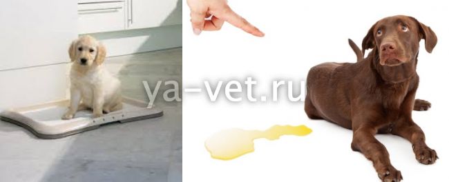 Цистит у детей - симптомы, диагностика и лечение у ребенка | детская урология см-клиники в санкт-петербурге