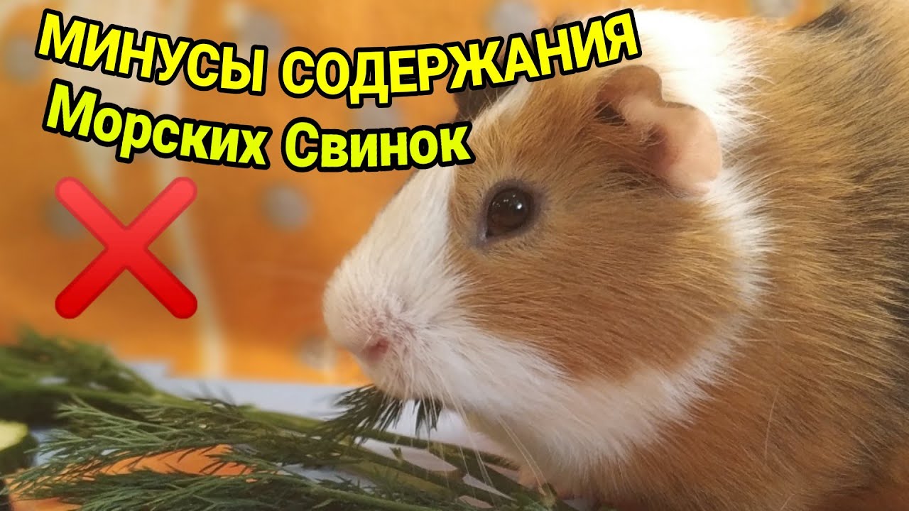Морская свинка уход и содержание