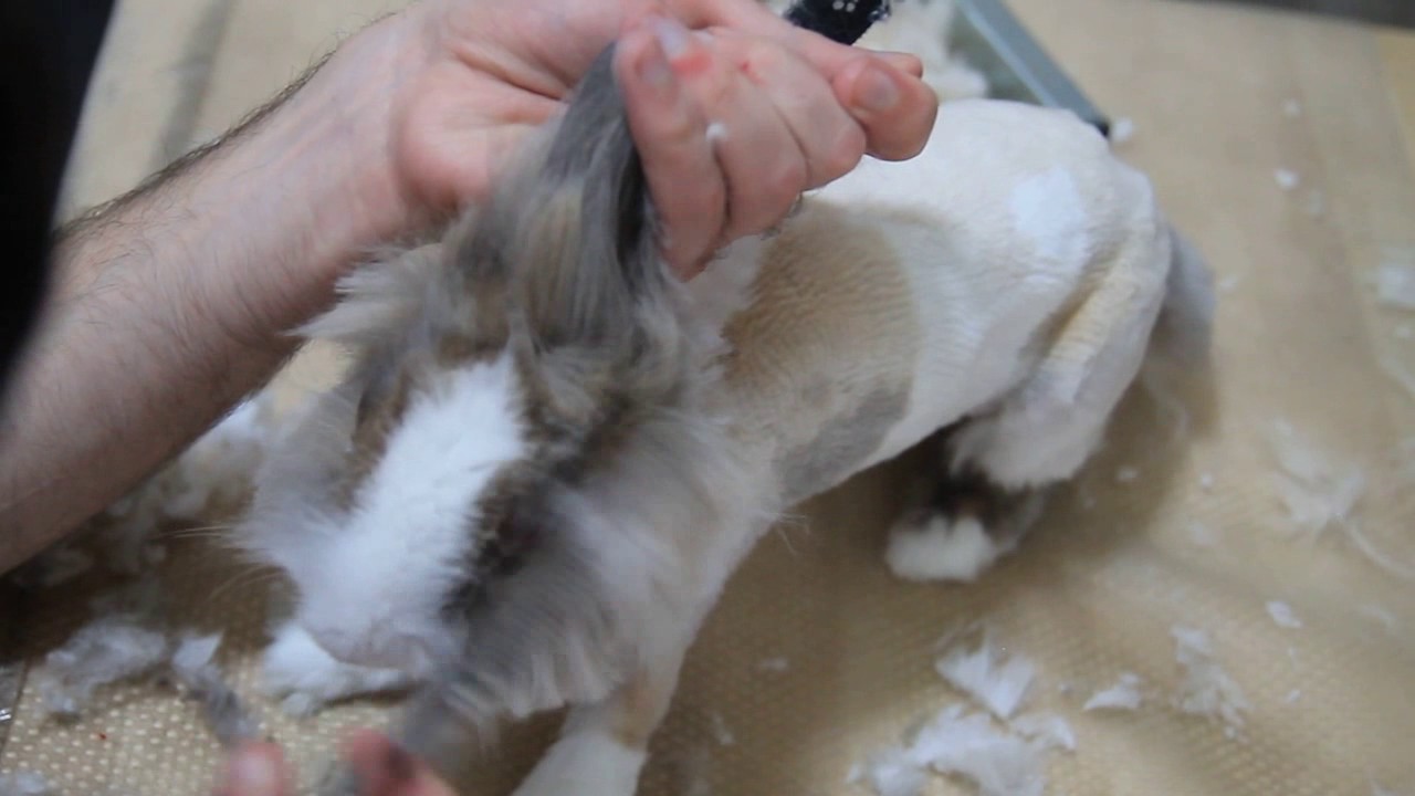 Учимся правильно стричь декоративному кролику когти!