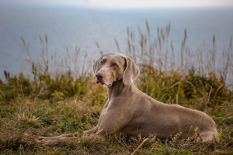 Веймаранер собака (веймарская легавая): фото, описание и характер