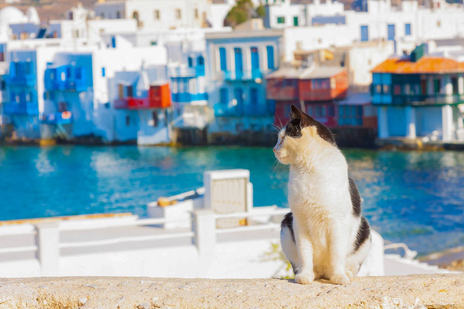 Работа мечты — уход за кошками на греческом острове