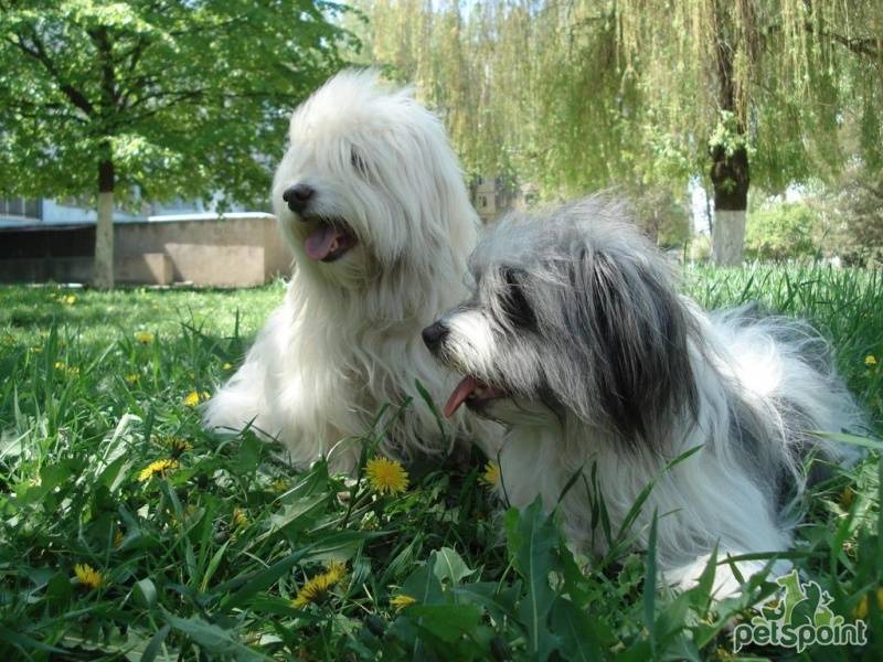 Одис (одесская домашняя идеальная собака) описание породы с фото, видео