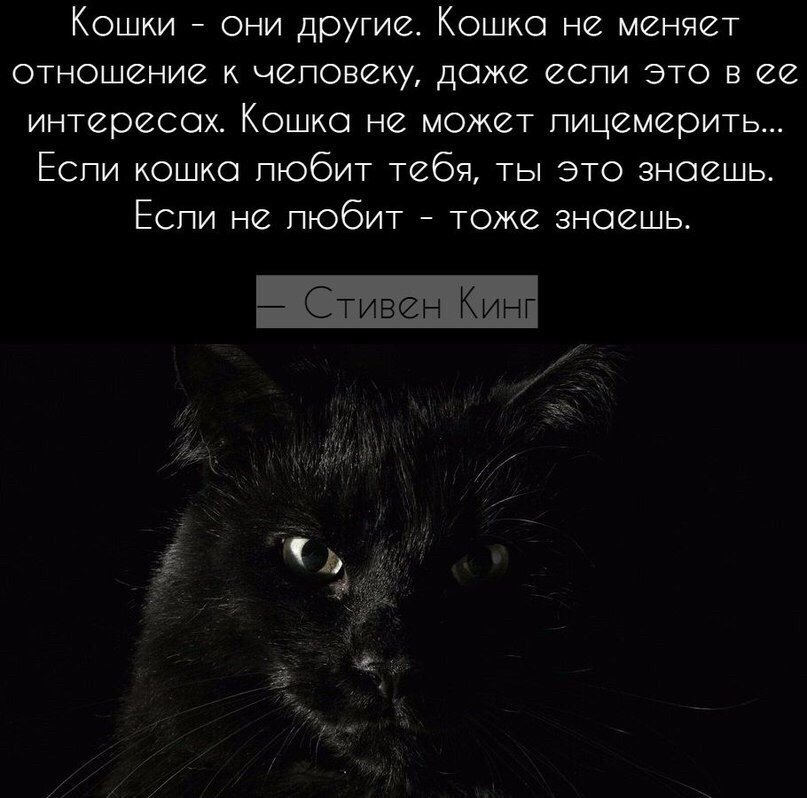 Топ 10 запахов, которые кошки не любят больше всего | ваши питомцы