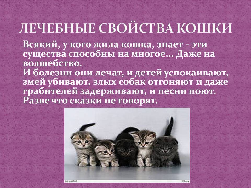 Фелинотерапия: от чего и как лечат кошки? | животные | школажизни.ру