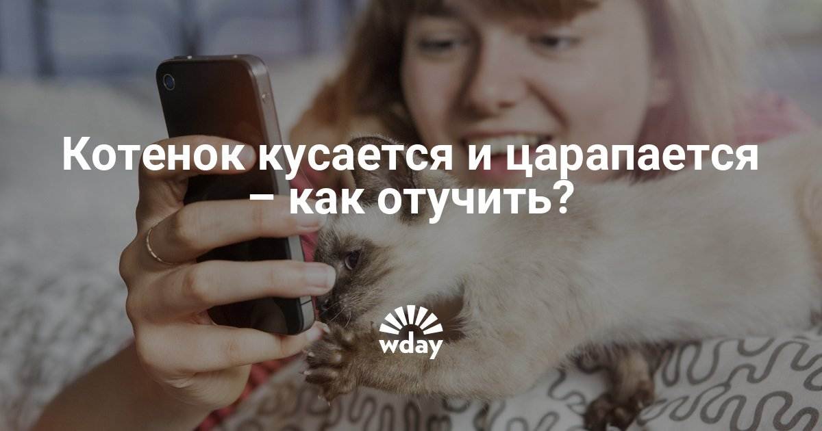 Кот стал агрессивным, нападает на хозяйку: почему кошка шипит, кидается, кусает хозяев без причины?