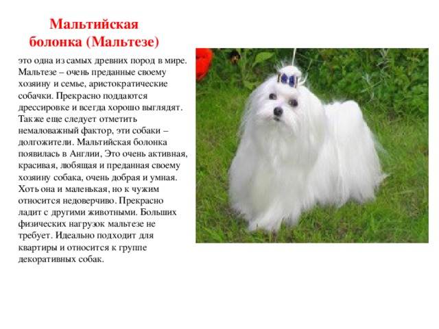 Мальтийская болонка