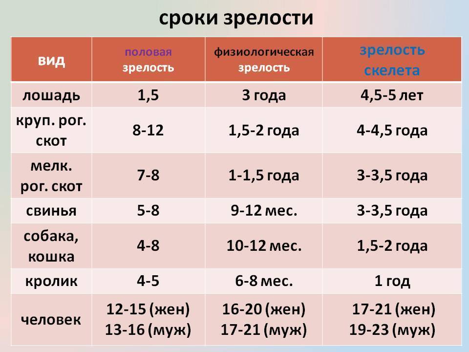 Половое созревание кошек: когда и сколько длится течка?
