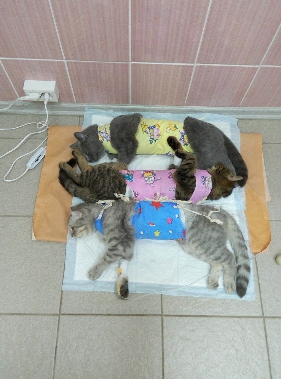 После стерилизации кошки через сколько можно кормить. Стилизация кошки. Кошка после стерилизации.