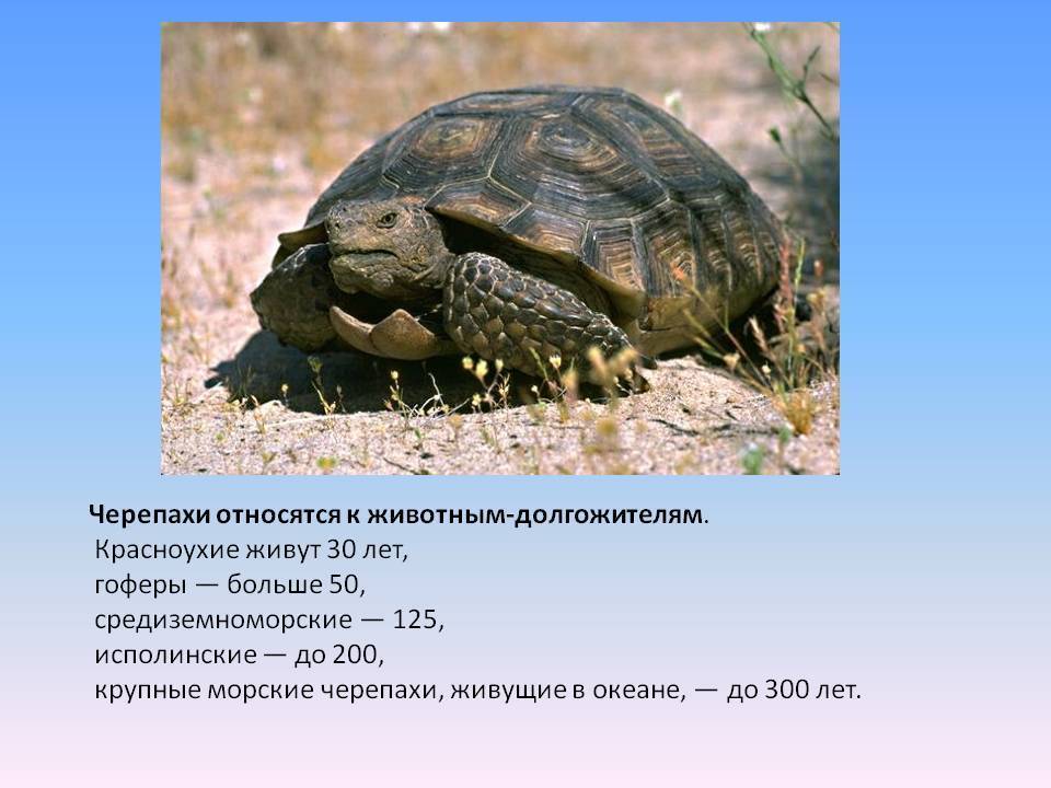 Сколько лет живут черепахи (морские)? | mnogoli.ru