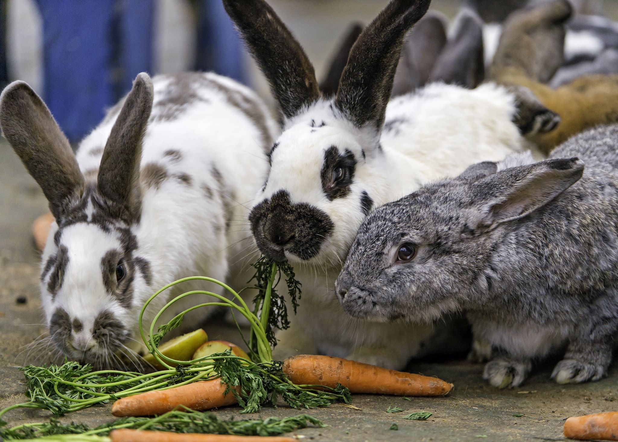 Где сейчас кролики. Кролики. Кролик домашний. Кролик с морковкой. Кролик кушает.