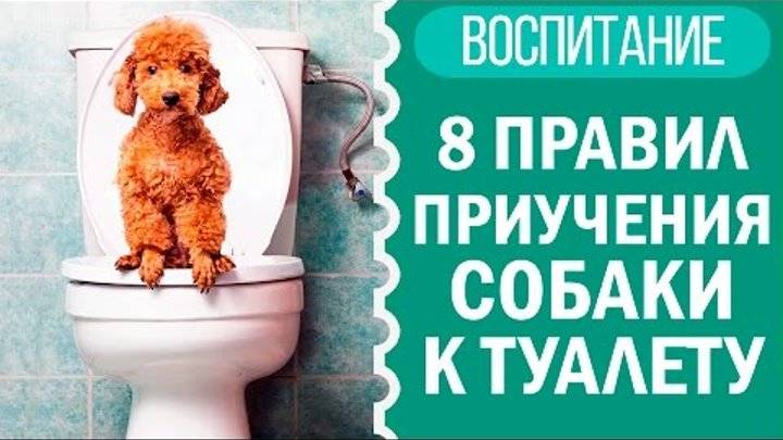 Как приучить щенка к туалету на улице: советы и рекомендации