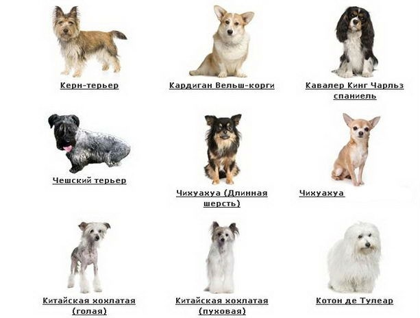 Маленькие породы собак: описания лучших с фото