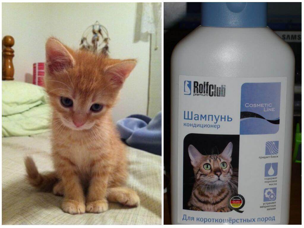 Как избавить домашнее животное от блох- лечение собак и кошек