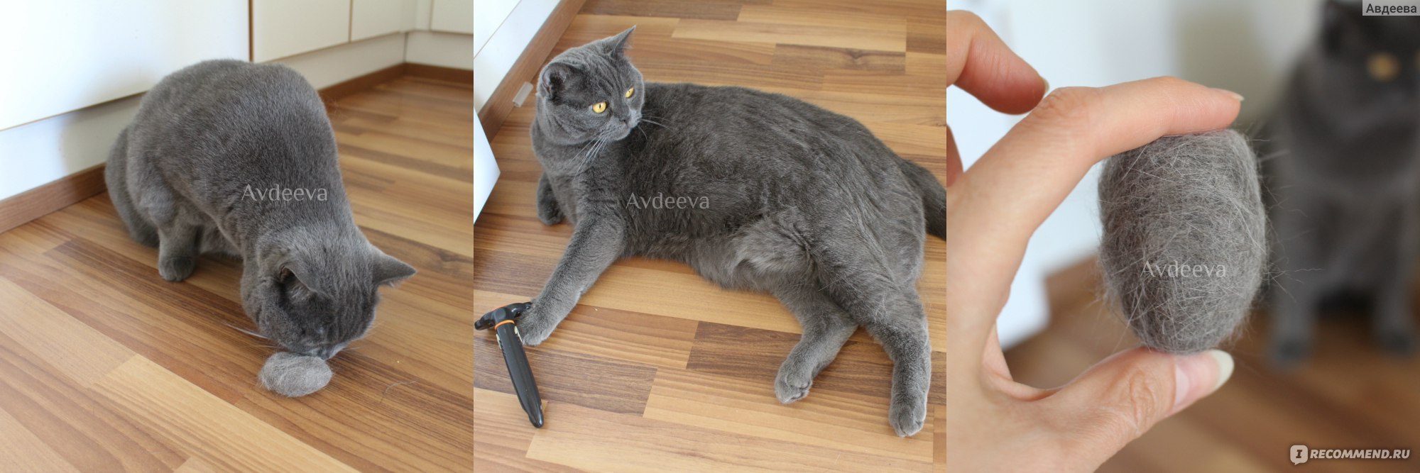 серый стул у кошки