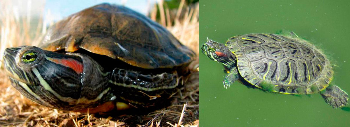 Красноухие черепахи: продолжительность жизни